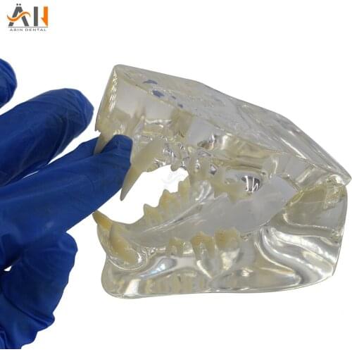Teaching Dental Teeth Model Cat Tooth Model Catamount Cats Teeth Cat Dentition Model Medical Training Equipment