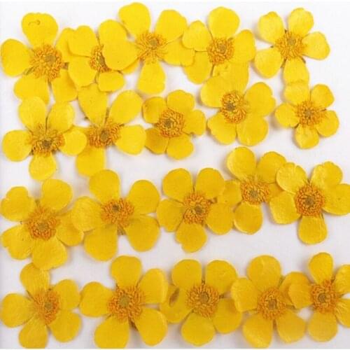 100pcs Pressed Dried Buttercup Flower Plants For Epoxy Resin Pendant Necklace Jewelry Making Craft DIY Accessories