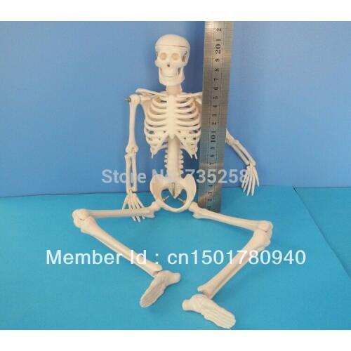 45CM Mini Skeleton,human Skeleton Model,Mini Skeleton Model