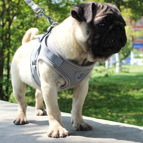 Pet Harness and Leash Set Puppy Cat Vest Harness Collar For Breathable Small Dog Chihuahua Pug Bulldog Cat