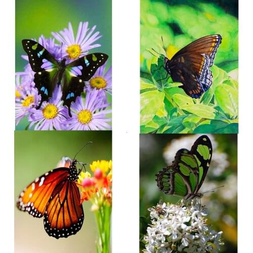 5D DIY Diamond Painting Full Square Diamond Mosaic Butterfly Rhinestone Cross Stitch Flower Embroidery Animal Home Decoration
