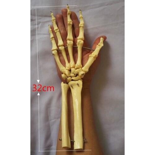Huamn Long Ulna Hand Joints Skeleton Model Humans Skeleton Hand Joint Model Hand Skeleton Model Medical Teaching Anatomy Models