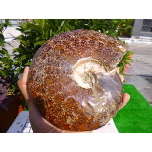 1631g(3.5 lb) Jade Chrysanthemum Ammonite Shell Fossil Madagascar
