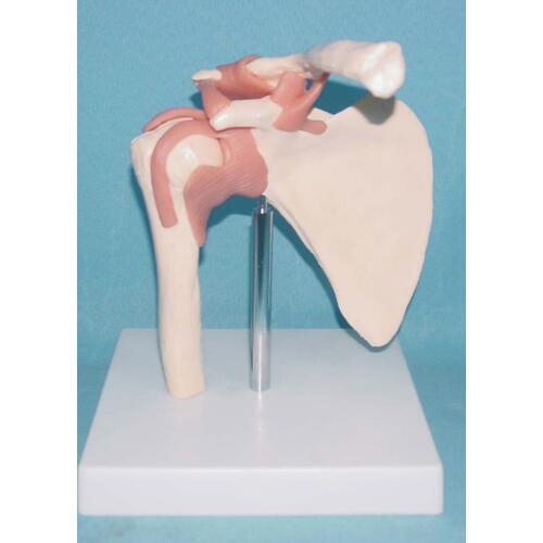 1:1 master human anatomy skeleton anatomical model for sale Skull :odontologia Shoulder Bone Muscle Joint Anatomical Model