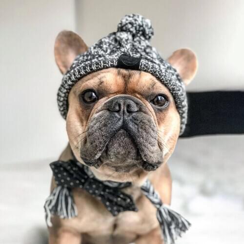Dog Winter Hat Accessories For Small Dogs Costume Sombrero Cat Cap Gorro Perro Pet Hats Windproof Woolen Ball Knitted Headgear