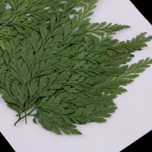 12x Pressed Dried Flower Leaves Plant Specimen for DIY Arts Crafts Scrapbook