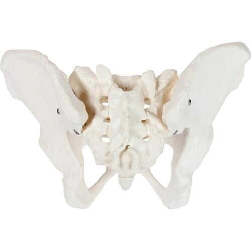 Female Anatomy Pelvis Pelvic Skeleton Throat Anatomical Anatomy Skull Sculpture Head Body Model