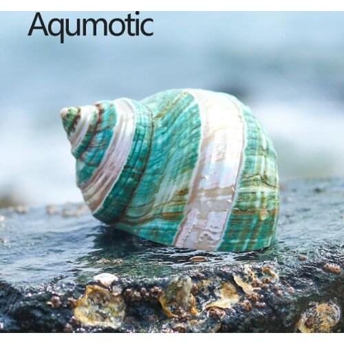 Aqumotic Natural Conch Shell Green Salamander Home Window Fish Tank Aquarium Landscape Hermit Crab Replacement Shell Photography