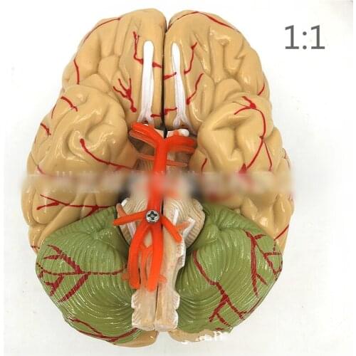 1:1 8 parts brain model cerebral vascular model brain anatomical model medical teaching model for schools