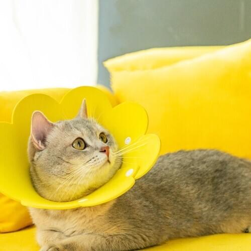 Sun Flower Shape Cat Puppy Neck Protective Circle Collar Anti Bite Anti Grasping Anti Licking Cat Neck Elizabethan Cute Collar