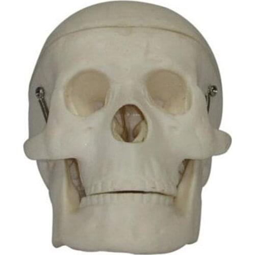 Small head bone model skull teaching training teaching anatomy specimen mold