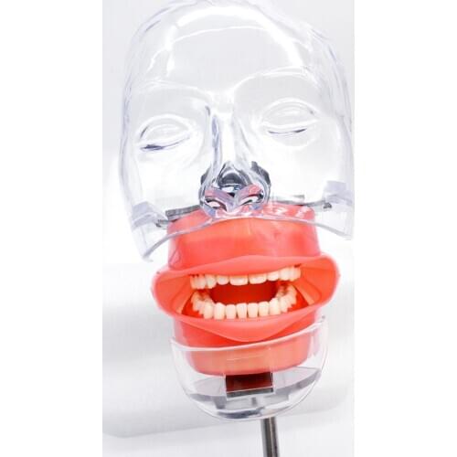 Head Model Dental simulator Nissin manikin phantom head model with new style bench mount for dentist teaching