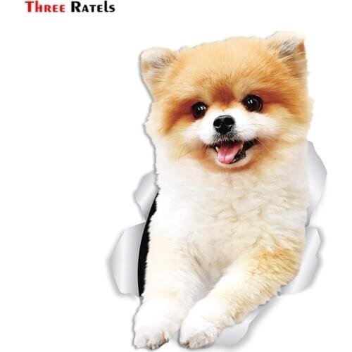 Three Ratels FC58 Funny German Spitz Pomeranian Dog 3D Sticker Decal for Car Truck Windshield Wall Window Ipad Laptop Home