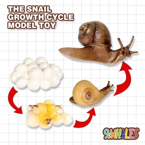 Children Adult Educational toy Simulation of insects PVC Snall Growth Cycle Model toy Popular Science Decoration Gift