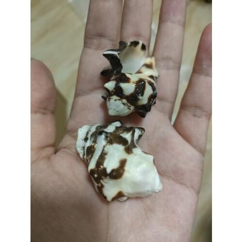 1pc Conch Seashells Natural Shell Beach Decorations for Home Wedding Acquarium Fish Tank Decor Accessory