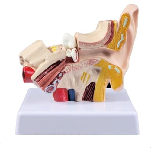 1.5 Times Life Size Ear Anatomy Model Medical props model Human Organ Medical Scientific Otolaryngology Teaching Supplies Tool