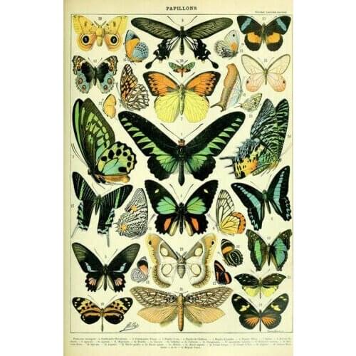 Antique Butterfly Vintage Variety Of Insects Science Ch Silk Fabric Wall Poster Art Decor Sticker Bright