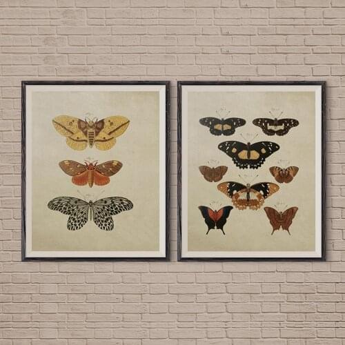 Butterflies Vintage Poster And Print Insect Antique Illustration Wall Art Canvas Painting Picture for Living Room Home Decor