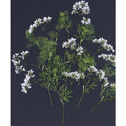 20pcs Pressed Dried Flower Coriandrum sativum With Stem For Nail Art Jewelry Bookmark Phone Case Invitation Card DIY