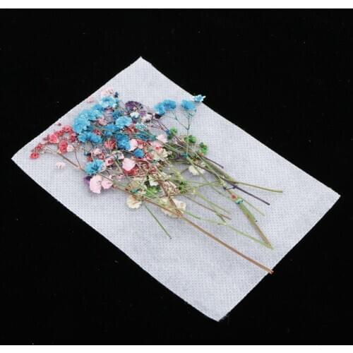 12 Pcs Dried Star Flowers For Patterns, Nail Art, Handicrafts, Scrapbooking