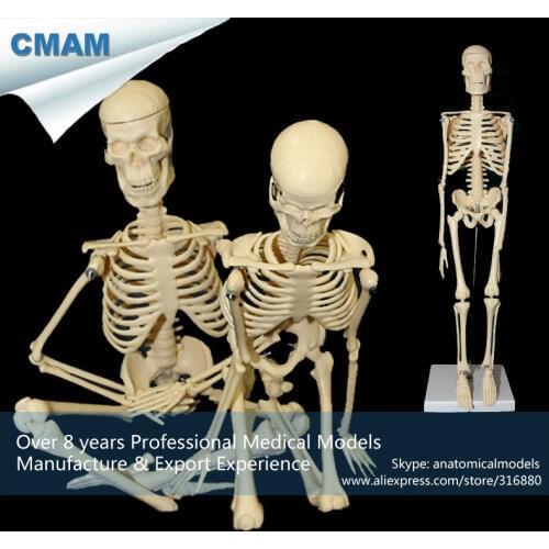 CMAM/12368 Desktop 45cm Mini Human Recreational Skeleton Anatomical Model Medical Gift