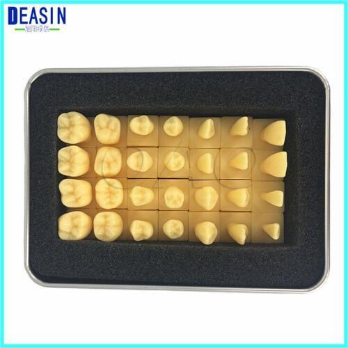 High Quality dental teeth model 1.2 Times 2 Times whole teeth model