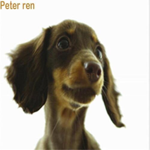 Peter ren Diamond painting cross stitch Diamond embroidery Square or Round diamond mosaic Full image Long-haired Dachshund