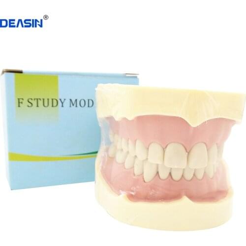 28/32pcs teeth BF Type Study Model Standard Model with Screw fixed for Dental education with tongue NISSIN 200 Compatible