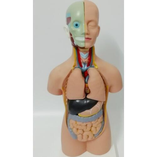 45CM human torso anatomical model visceral organ anatomical model medical teaching model 11 parts
