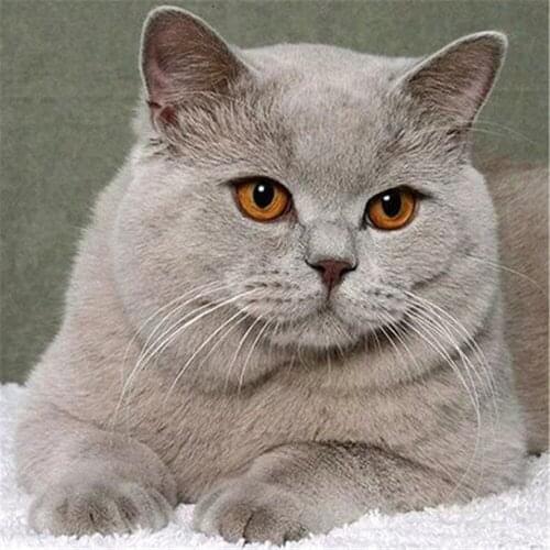 Animal Cat DIY Embroidery 11CT Cross Stitch Kits Craft Needlework Set Cotton Thread Printed Canvas Home Decoration Wholesale