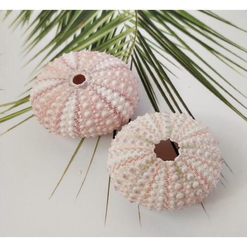 2pcs sea conch Natural sea urchins pink dream sea urchin shell design window decoration decoration Mediterranean home DIY wall