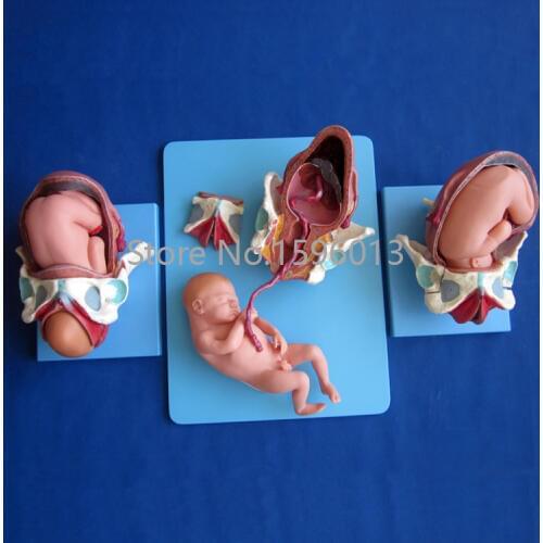 Demonstration Model of Childbirth,Fetal childbirth process model,Delivery Process Model
