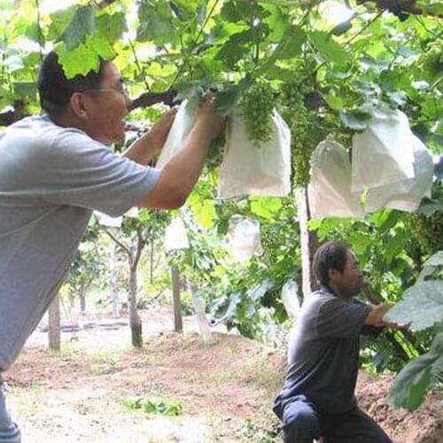 New 100Pcs Grape Protection Bag Birdproof Waterproof Insectproof Special Fruit Seedling Garden Orchard Easy to Use