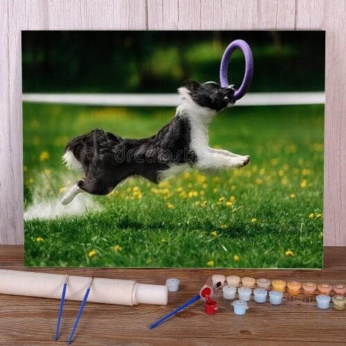 Animal Border Collie Paint By Numbers Set Oil Paints 50*70 Picture By Numbers Photo Wall Paintings Kids Wholesale Drawing