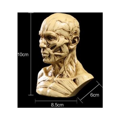 Resin Skull Muscle skull model Medical simulation mannequin bust skull