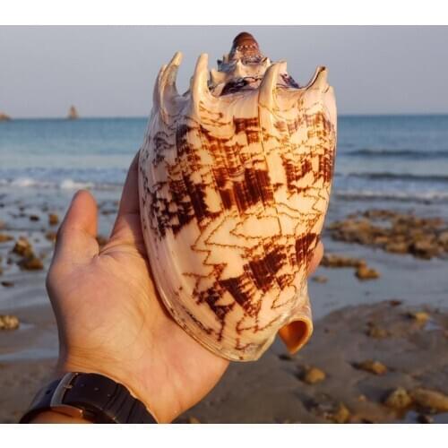 Natural super large conch shell coral abalone shell starfish emperor snail fish tank landscaping gift collection home decoration