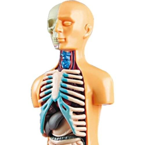 3D Scientific Human Body Model Classroom Assembly Learning Toys Grades 3
