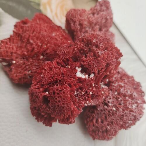 1pcs Natural Coral Tree Sea Red Coralline Plant Antipathes Flowerpot Aquatic Animal Landscaping Furnishing Ornaments Home Decor