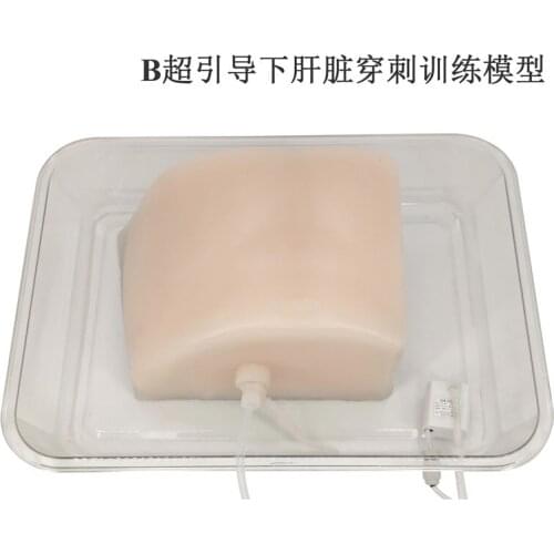 B-ultrasound liver puncture training model ptcd training liver puncture ultrasound-guided training model