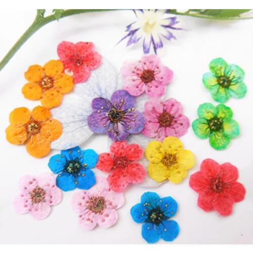 Natural Small Daffodils Dried Flowers For Clock Home Decoration DIY Decoration 200Pcs Free Shipment