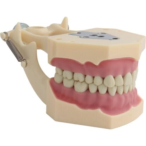 Teeth Model Fit Frasaco Dental Model Dental Teaching Model Standard Model with 32pcs Screw-in Teeths Demonstration