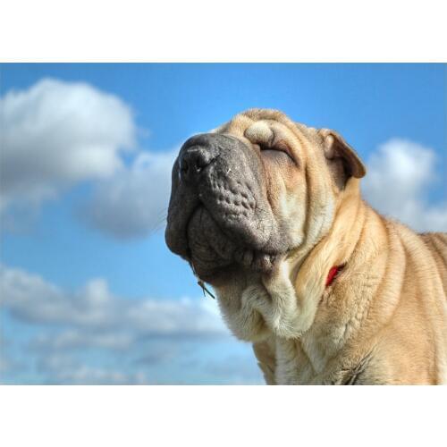 DIY 5D Diamond Embroidery shar pei Diamond Painting Cross Stitch Full Square Round Mosaic Rhinestone animal pet