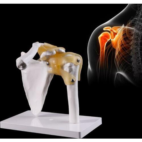 Functional Anatomical Life Size Human Anatomy Skeleton Shoulder Joint Bone Muscle Model For Teaching Study Tool
