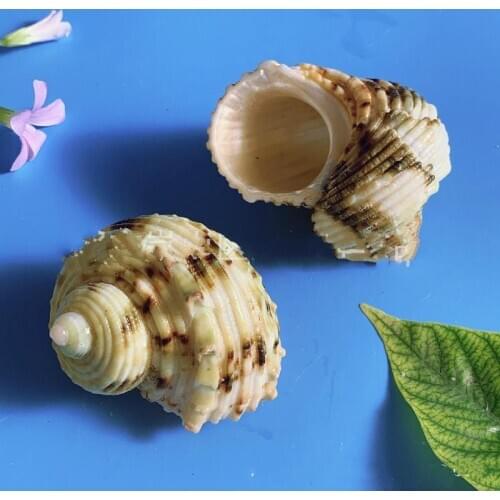 10pcs Sea Shells Statue Schelpen Conchas Marine Seabed Home Decor Coquillage Hogar Natural Decorative Seashells Decoration