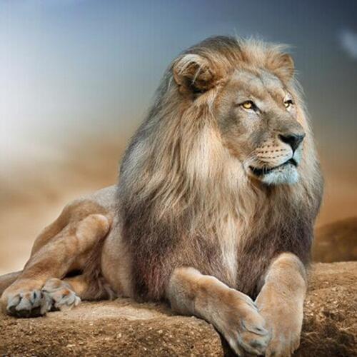 3D DIY Diamond painting Sleeping Lion full square drill wall decor mosaic embroidery resin craft Cross stitch diamond pattern