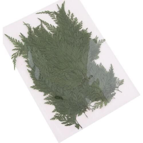 50Pcs Natural Real Pressed Dried Flower Fern Leaves for DIY Craft Jewelry Making Handmade Resin Ornaments