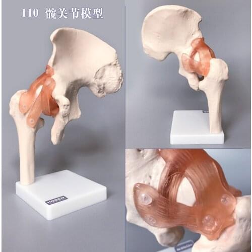 Human joint structure teaching model elbow wrist ankle shoulder knee joint hip orthopedics skeleton with ligament