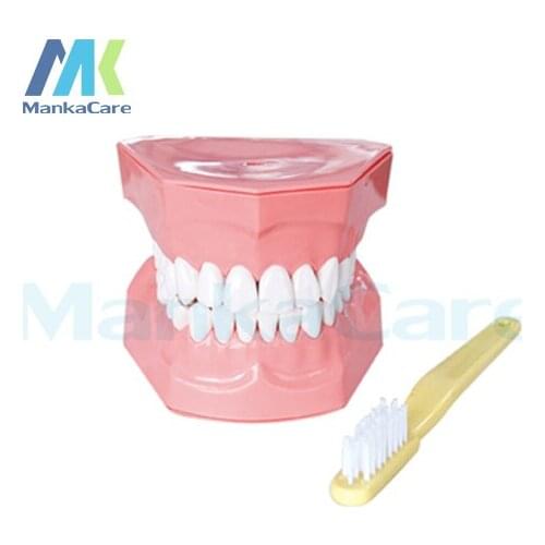 2 Times Brushing Model Oral Model Teeth Tooth Model and Toothbrush combo Teaching 2 Times tooth Teaching brushing model