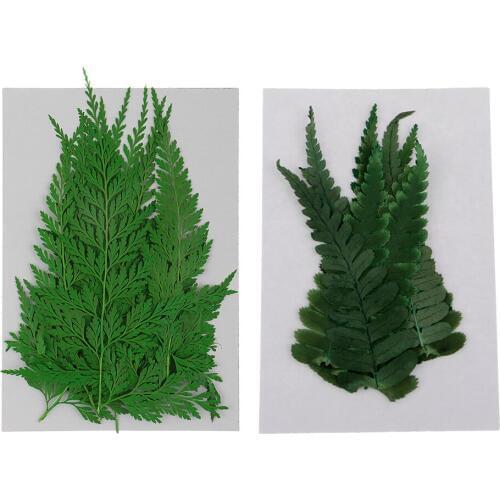 22 Pieces Pressed Fern Leaves Natural Dried Flowers For DIY Scrapbooking Handmade Bookmarks Crafts Card Making Project