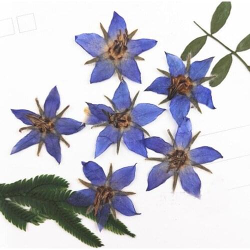 12pcs 2-3cm Pressed Dried Borago Officinalis Flower Plant Herbarium For Jewelry Postcard Invitation Card Phone Case Making DIY